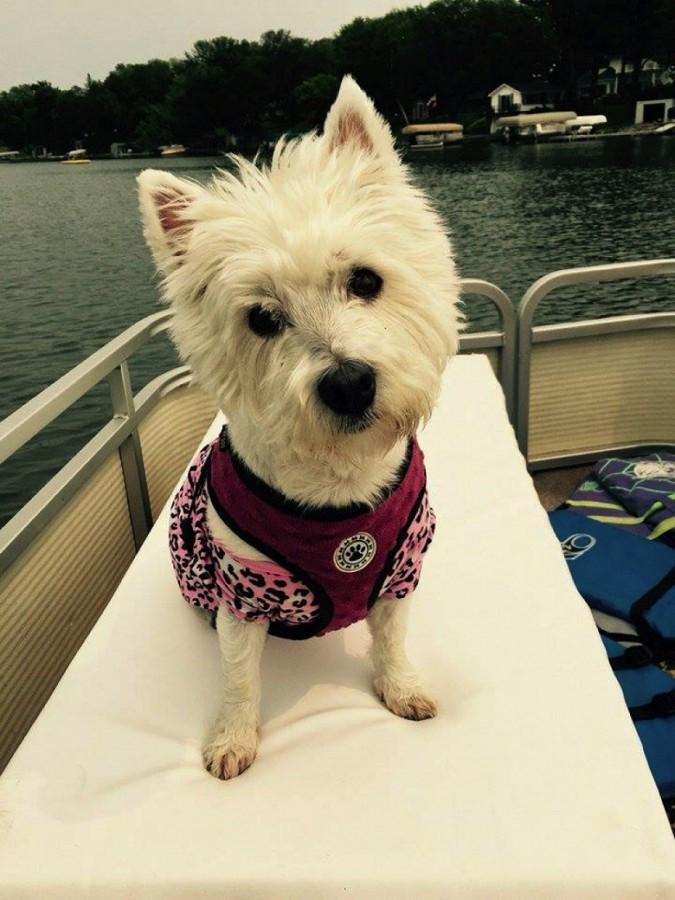 Meet Lexi, SMSU'S New Therapy Dog