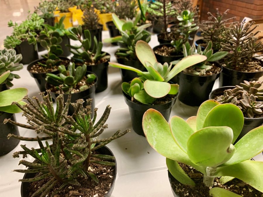 Plants being sold by SMSU Greenhouse