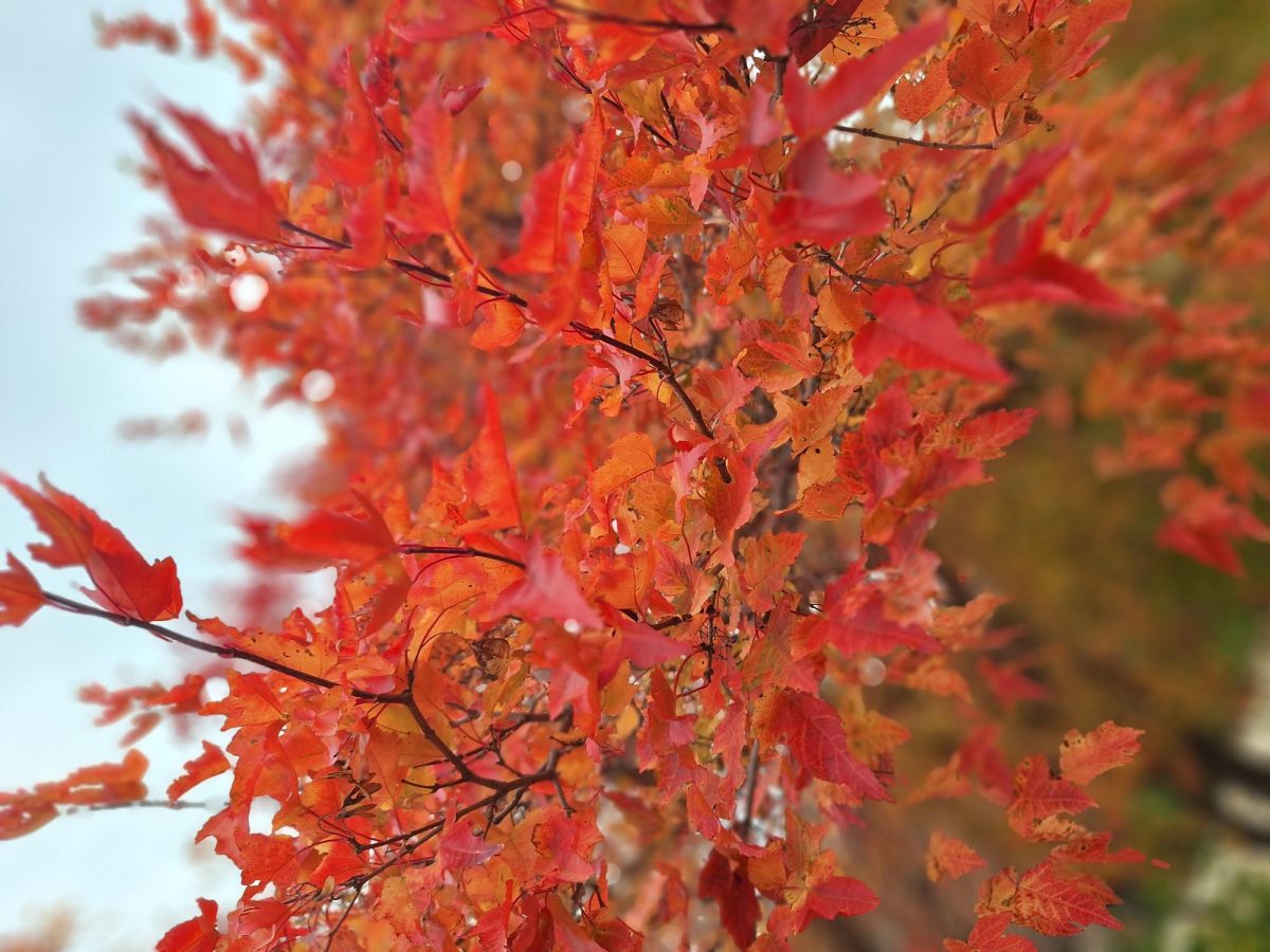 Leaves of a tree outside of FA