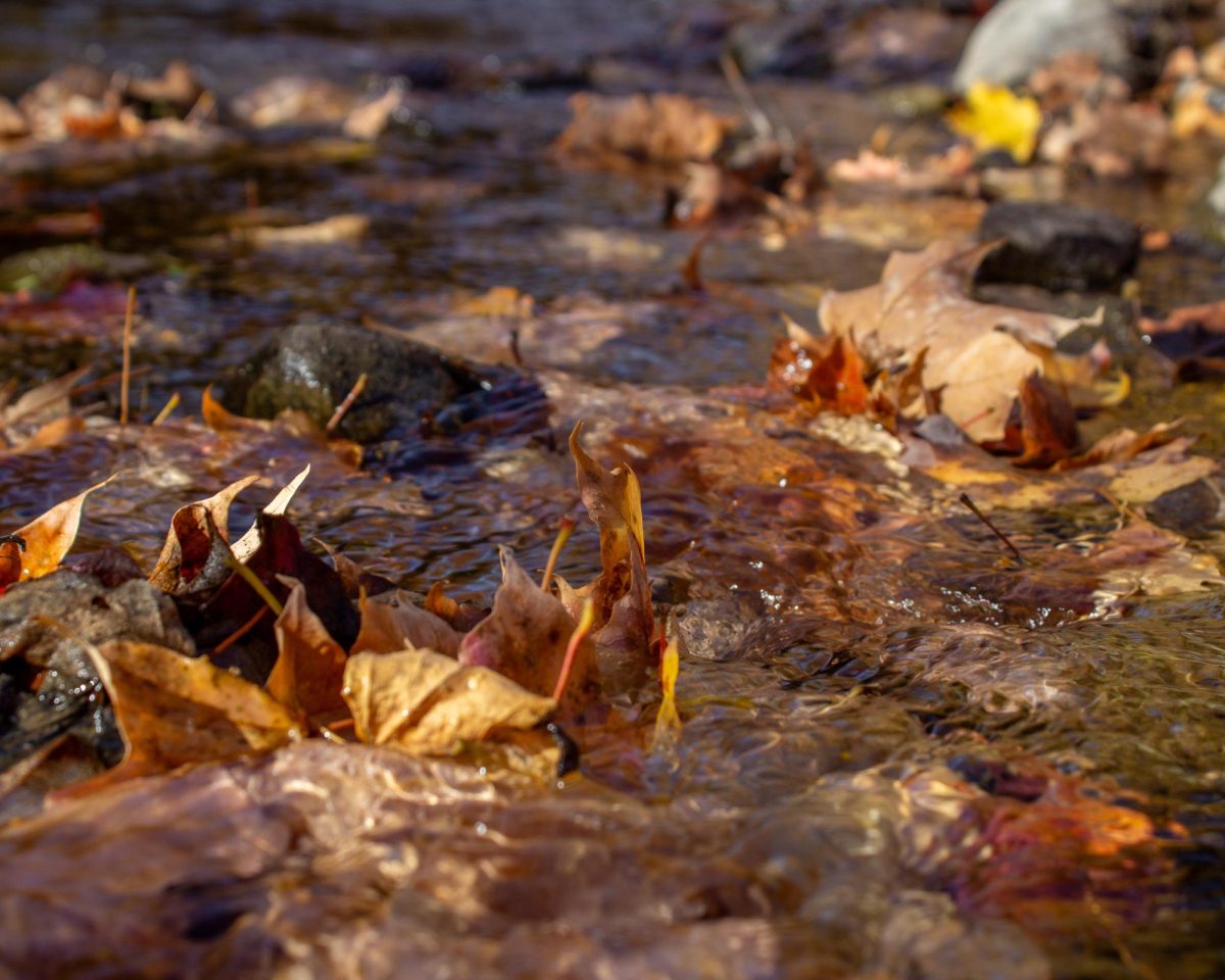 Leaves in water