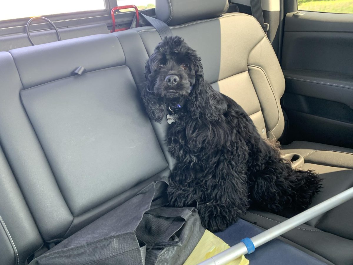 A photo of Buddy sitting in a car. 